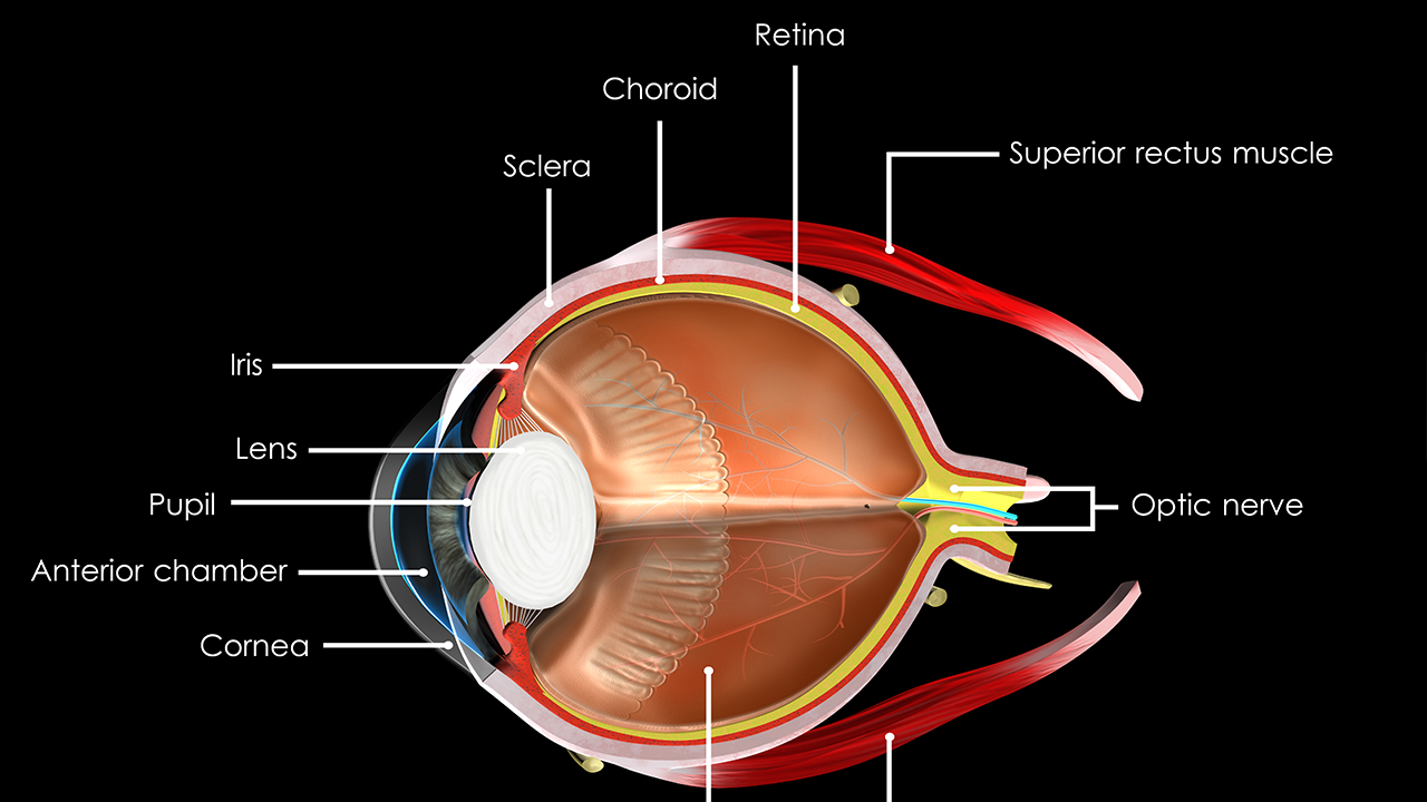 散瞳后多长时间恢复视力？散瞳后一般需要多久能恢复视力？